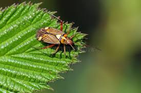 Attēlu rezultāti vaicājumam “Rhabdomiris striatellus imago”