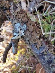 Attēlu rezultāti vaicājumam “Melanohalea olivacea”