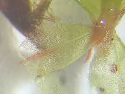 Attēlu rezultāti vaicājumam “Bryum pallescens”