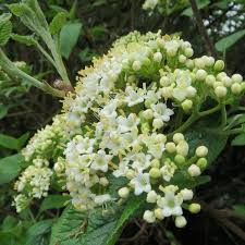 Attēlu rezultāti vaicājumam “Viburnum lantana  flower”