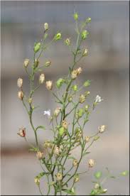 Attēlu rezultāti vaicājumam “Microrrhinum minus”