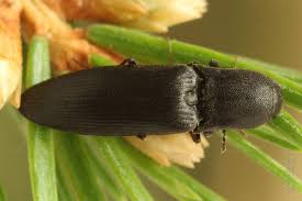 Attēlu rezultāti vaicājumam “Ectinus aterrimus”