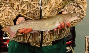 Image result for Ictalurus punctatus