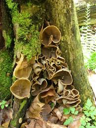 Attēlu rezultāti vaicājumam “Peziza repanda”