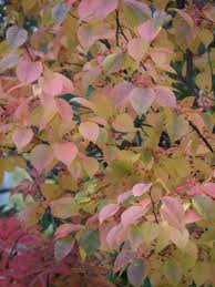 Attēlu rezultāti vaicājumam “Sorbus alnifolia”