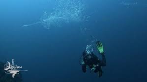 Image result for Scuba Skooling