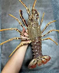 Image result for Palinurus elephas