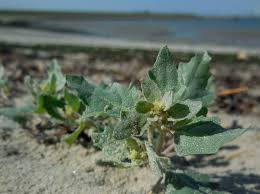 Attēlu rezultāti vaicājumam “Atriplex littoralis fruit”