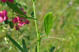 Attēlu rezultāti vaicājumam “Lathyrus tuberosus leaf”