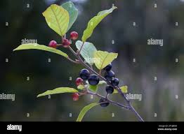 Attēlu rezultāti vaicājumam “Frangula alnus fruit”