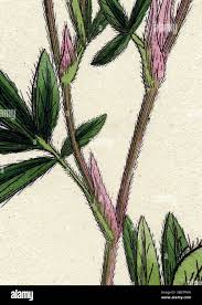 Attēlu rezultāti vaicājumam “Pentaphylloides fruticosa leaf”