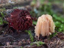 Attēlu rezultāti vaicājumam “Stemonitis flavogenita macro”