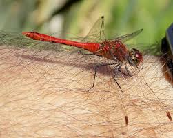Attēlu rezultāti vaicājumam “Sympetrum sanguineum male”