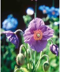 Image result for Meconopsis betonicifolia alba
