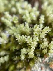 Attēlu rezultāti vaicājumam “Pohlia cruda sporophyte”