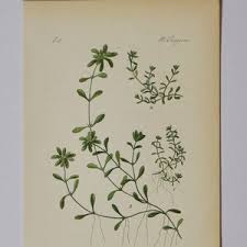 Attēlu rezultāti vaicājumam “Callitriche verna leaf”