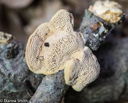 Attēlu rezultāti vaicājumam “Hapalopilus aurantiacus”