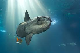 Image result for Mola mola
