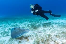 Resultado de imagen para cozumel dive
