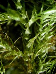 Attēlu rezultāti vaicājumam “Campyliadelphus elodes”