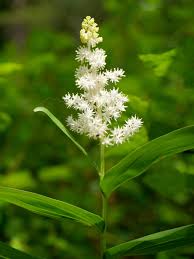 Attēlu rezultāti vaicājumam “Liliaceae”