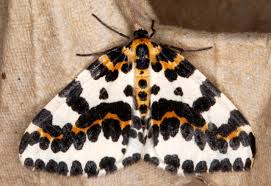 Attēlu rezultāti vaicājumam “Abraxas grossulariata larva”