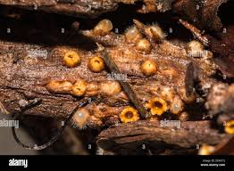 Attēlu rezultāti vaicājumam “Sphaerobolus stellatus”