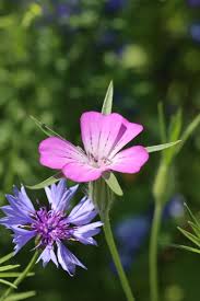 Image result for Kornrade