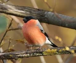 Attēlu rezultāti vaicājumam “Pyrrhula pyrrhula”
