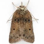 Attēlu rezultāti vaicājumam “Nycteola sp.”