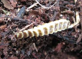 Attēlu rezultāti vaicājumam “Lygistopterus sanguineus larva”