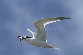 Attēlu rezultāti vaicājumam “Sterna sandvicensis”