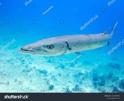 Image result for Sphyraena barracuda