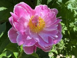 Image result for Pfingstrose