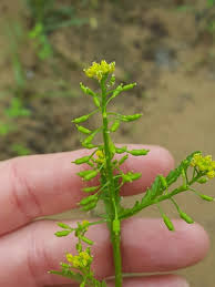 Attēlu rezultāti vaicājumam “Rorippa palustris leaf”