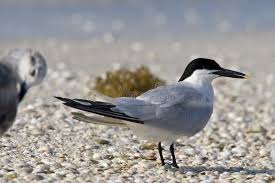 Attēlu rezultāti vaicājumam “Sterna sandvicensis”