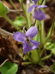 Attēlu rezultāti vaicājumam “Viola collina flower”