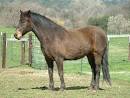 Morgan Colors- Buckskin Morgan Horses
