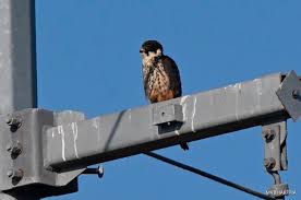 Attēlu rezultāti vaicājumam “Falco subbuteo”