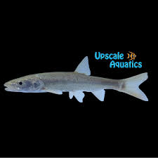 Image result for Ptychocheilus grandis