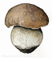 Attēlu rezultāti vaicājumam “Boletus edulis”