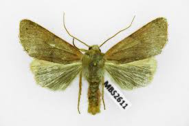 Attēlu rezultāti vaicājumam “Agrochola helvola”