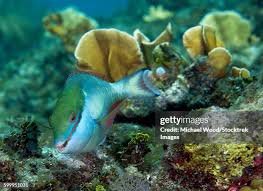 Image result for Sparisoma aurofrenatum