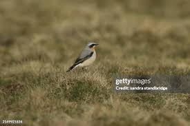 Attēlu rezultāti vaicājumam “Oenanthe oenanthe male”