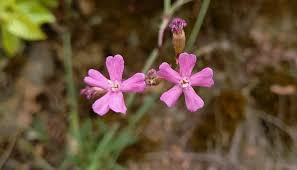 Attēlu rezultāti vaicājumam “Silene viscaria”