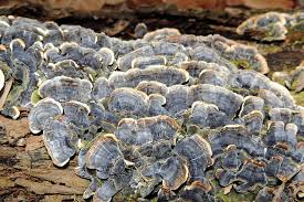 Attēlu rezultāti vaicājumam “Trametes versicolor”