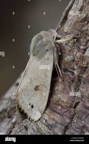 Attēlu rezultāti vaicājumam “Orthosia munda”