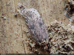 Attēlu rezultāti vaicājumam “Depressaria olerella”