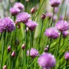 Attēlu rezultāti vaicājumam “Allium schoenoprasum fruit”
