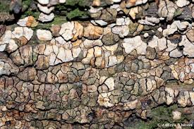 Attēlu rezultāti vaicājumam “Xylobolus frustulatus”